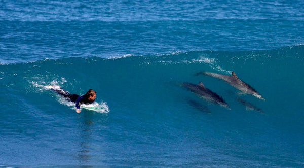 Bodyboarding with Dolphins in Santa Catalina: The Day That Changed Everything