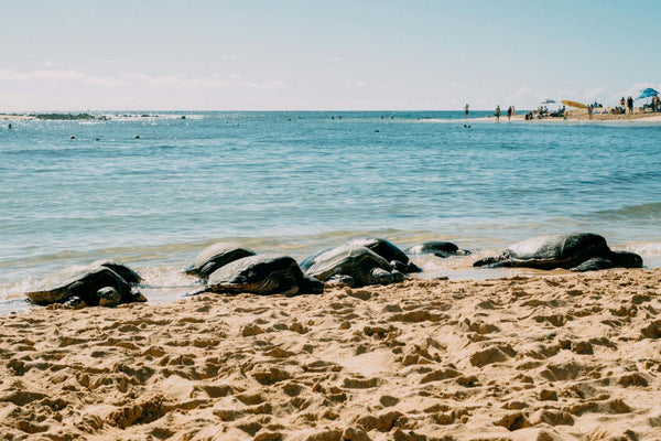 My Unforgettable Wildlife Encounters While Paddleboarding in Panama